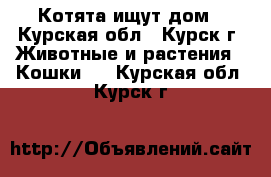 Котята ищут дом - Курская обл., Курск г. Животные и растения » Кошки   . Курская обл.,Курск г.